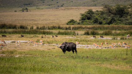 Buffalo with Gazelles and Baboons – Ngorongoro Crater, Tanzania