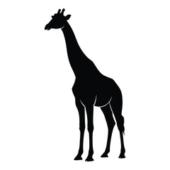 A striking black giraffe stands tall against a white background silhouette