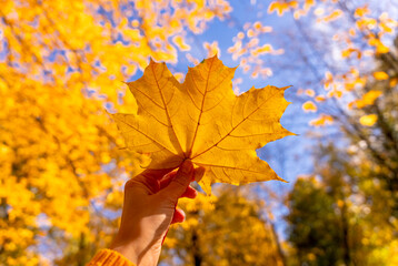 Woman's hand holds autumn maple leaf against blue sky. Cozy fall atmosphere. Concept of rest and relaxation in autumn park. Selective focus.