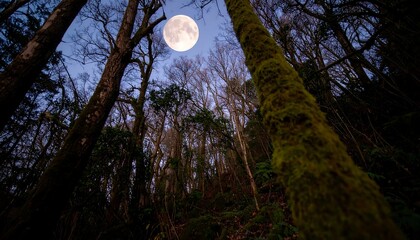 Full moon rising through dark forest canopy