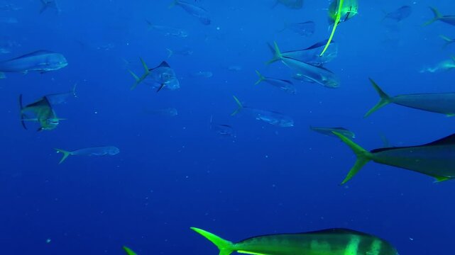 PEZ DORADO CARDUMEN MAHI MAHI