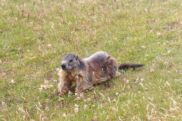 Marmot sitting on the grass