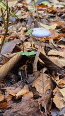 Close-up of mushrooms growing on the forest floor in southern Chile during autumn, surrounded by fallen leaves and natural woodland beauty.