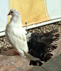 pigeon on a rock.
a close-up of a beautiful white dove with a black wavy tail