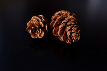 The concept and Cone, what remains of an evergreen tree and most often does not die.. it lives for a long time almost indefinitely even if it is no longer in nature but as an abstract natural decorati