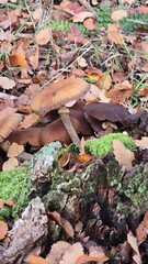 Close-up of mushrooms growing on the forest floor in southern Chile during autumn, surrounded by fallen leaves and natural woodland beauty.
