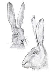  rabbit isolated on white