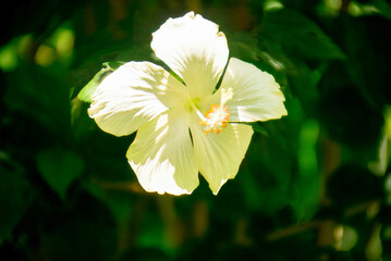 Pale Yellow Hibiscus Flower in Sunlight, Close-up of yellow hibiscus flower.