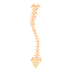Illustration of the spine
