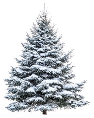 Fototapeta premium PNG Christmas tree with snow snow-covered evergreen landscape.