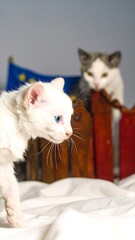 Two kittens behind a fence