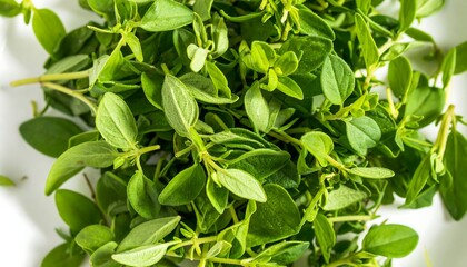 Fresh oregano sprigs on white surface
