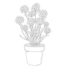 Botanical line drawing of potted flowering plant with clustered blooms and lance-shaped leaves on a white background. EPS 10.