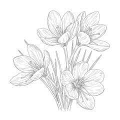 Botanical line drawing of crocus flowers with detailed petals and leaves on a white background. EPS 10.