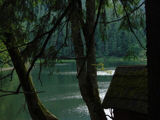 Peaceful forest lake with calm green waters, sun reflections, and a moss-covered wooden hut. A tranquil scene surrounded by tall trees and untouched natural beauty