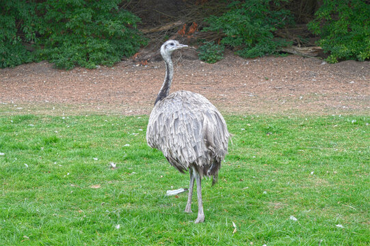 Rhea is&nbsp;a large, flightless South American bird