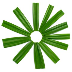 Fresh palm leaves arranged in a circle