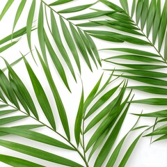 Fresh palm fronds arranged on white background