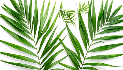 Fresh palm leaves arranged on white background