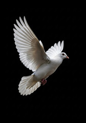 Fototapeta premium A White dove fly black background 