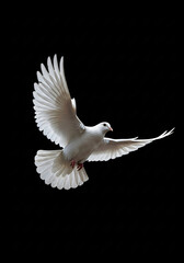 Obraz premium A White dove fly black background 