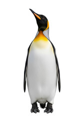 A majestic adult King Penguin with vibrant golden-yellow and orange plumage, standing tall and serene on a transparent studio background with copy space, elegant wildlife concept