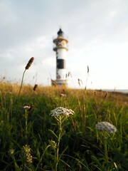 A lighthouse on the coast behind the wildflowers with the clear sky in the background. 