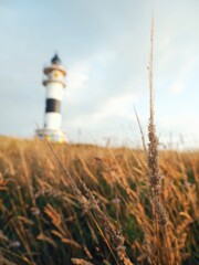 A lighthouse on the coast, with the fields of wheat in the foreground and a clear sky in the background.