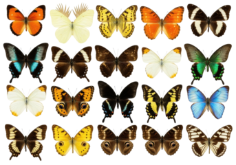 Diverse, colorful butterflies meticulously arranged on transparent studio background, showcasing unique wing shapes and vibrant coloration. Photorealistic macro study of biodiversity