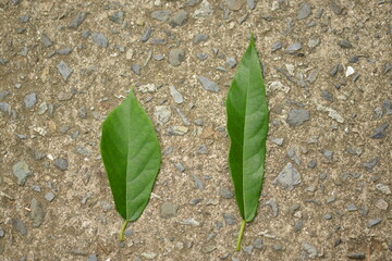 Left shows Ficus erecta, right shows Ficus erecta f. sieboldii. Both are Korean native fig trees, differing in leaf shape and coastal vs inland habitats.