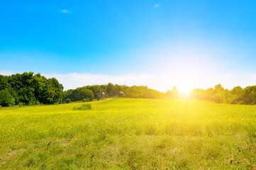 Naklejka premium Golden Sunlight over a Yellow Meadow.