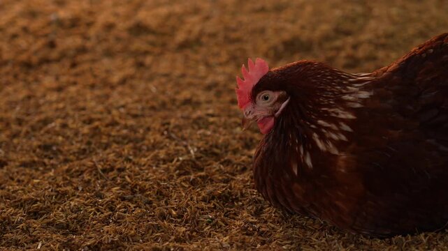 Close-up of a sleepy chicken.