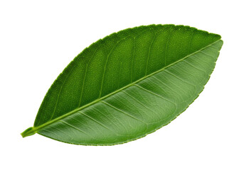 Fototapeta premium Vibrant green citrus leaf with intricate veins and crisp edges, isolated on seamless brilliant white background with copy space, close-up studio shot, high-angle view. Concept of natural purity and