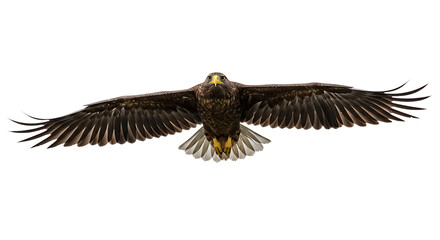 Majestic white tailed eagle in full flight against a stark black background