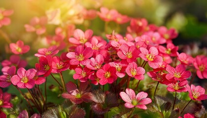 Obraz premium Skalnica Czerwone Letnie Kwiaty W Ogrodzie