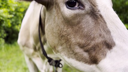 Close up to eye of cute gray cow at lawn. Sight of a friendly mammal animal at countryside. Profile of beautiful kine grazing outdoor. Cattle on pasture. Concept of livestock husbandry