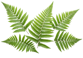Several vibrant green boston fern fronds with intricate pinnules and natural vein patterns, isolated on a pristine transparent background with soft studio light, botanical graphic design element