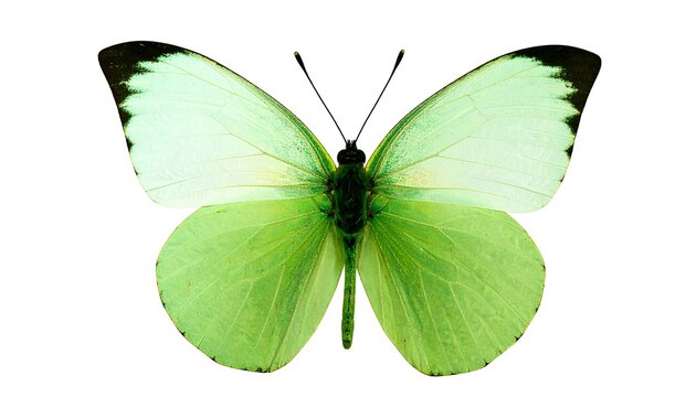 Pale green butterfly isolated on white