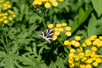 Jersey Tiger Moth (Euplagia quadripunctaria) sitting on yellow flower in Zurich, Switzerland