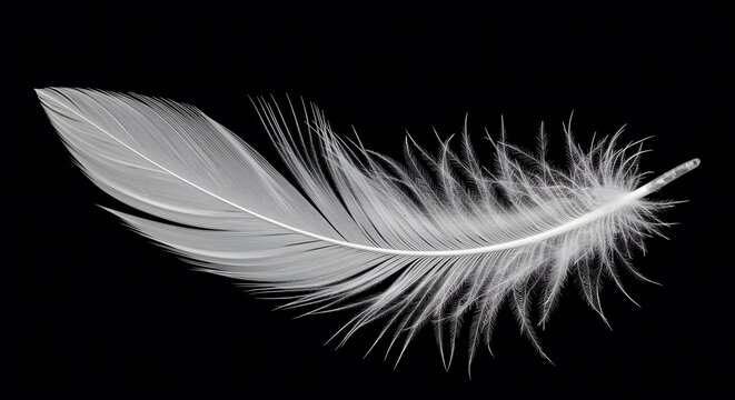 White feather isolated on black background