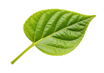 Pristine vibrant green leaf with dewy surface, intricate yellow-green veins, and slender stem, isolated on transparent background with copy space, high-key macro, concept of natural vitality