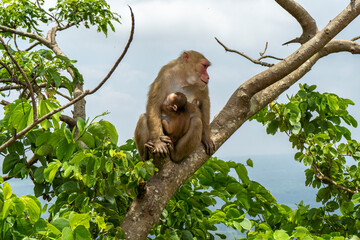 Monkey in a Lush Green Tree at Chandranath Temple, located on top of the Chandranath Hill, is a Hindu temple located near Sitakunda, Chittagong in Bangladesh. 