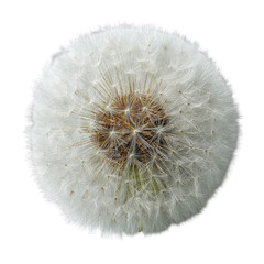 Fototapeta premium Close-up of a dandelion seed head, perfectly circular, fluffy white seeds radiating outward from a central brown seed pod