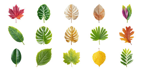 Colorful Leaf Collection Set. Nature Diversity And Botanical Variety Collection Isolated On Transparent Background
