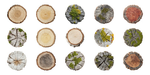 Tree Trunk Cross-Section Textures Set. Natural Patterns And Growth Rings Collection Isolated On Transparent Background