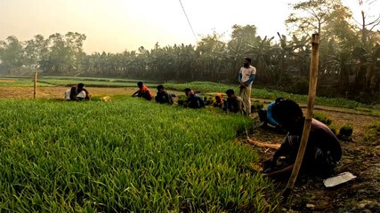 Farmers Planting Rice Seedlings in Field Agriculture Labor and Traditional Farming Practices in...