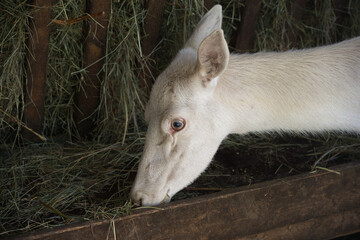 Wei&szlig;es Damwild bei der F&uuml;tterung im Wildpark.