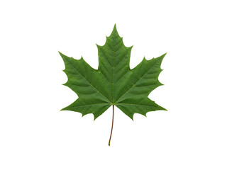 Top view green maple leaf isolated on white background.