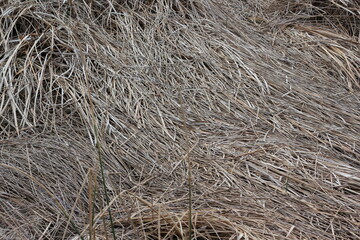 texture of hay © Lina