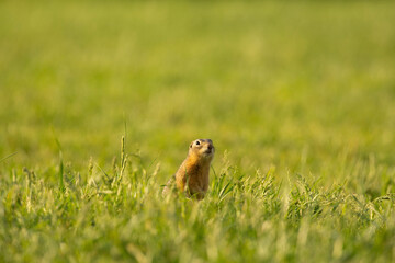Curious gopher in the field